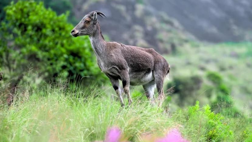 MUNNAR - Gallery Image 2